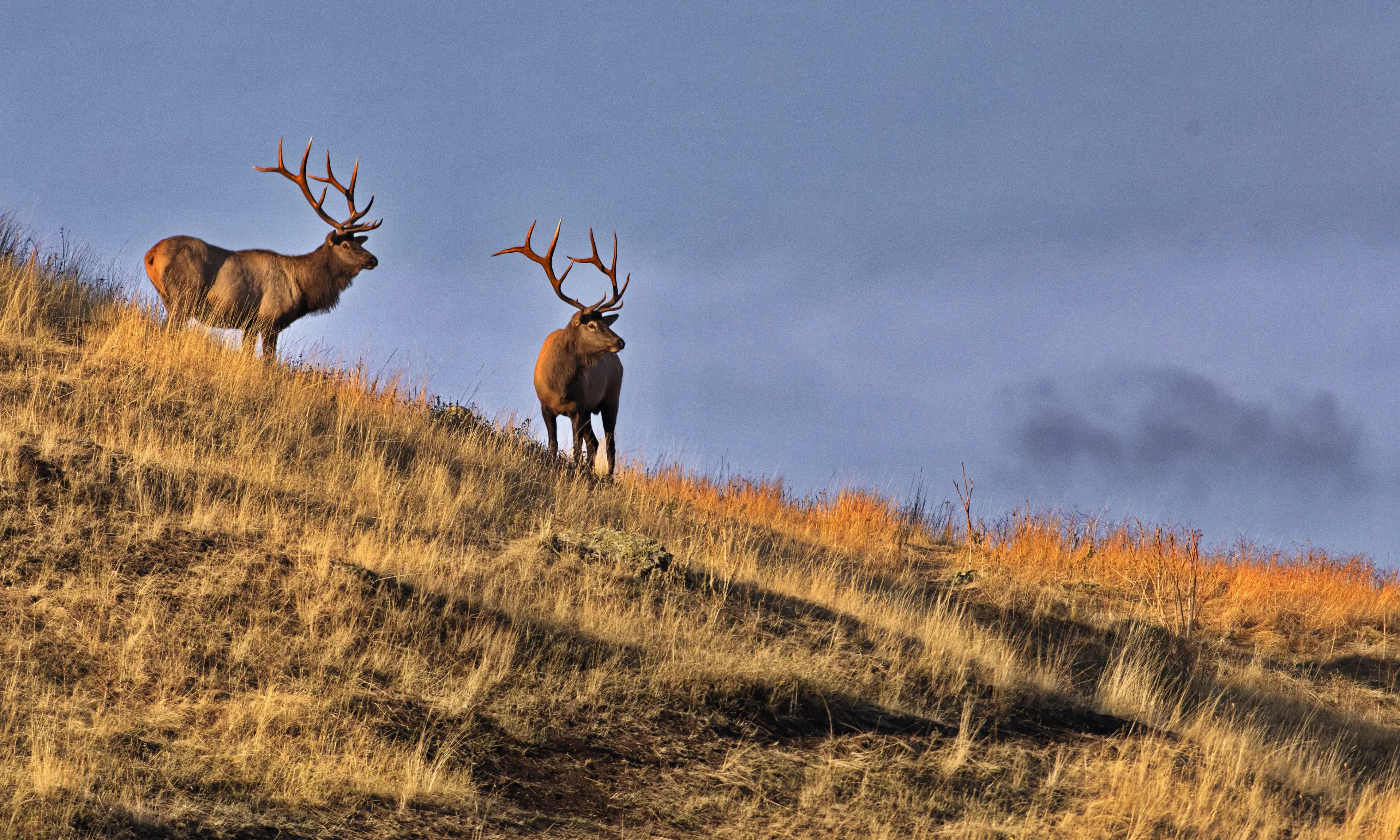 elk spotted in the area